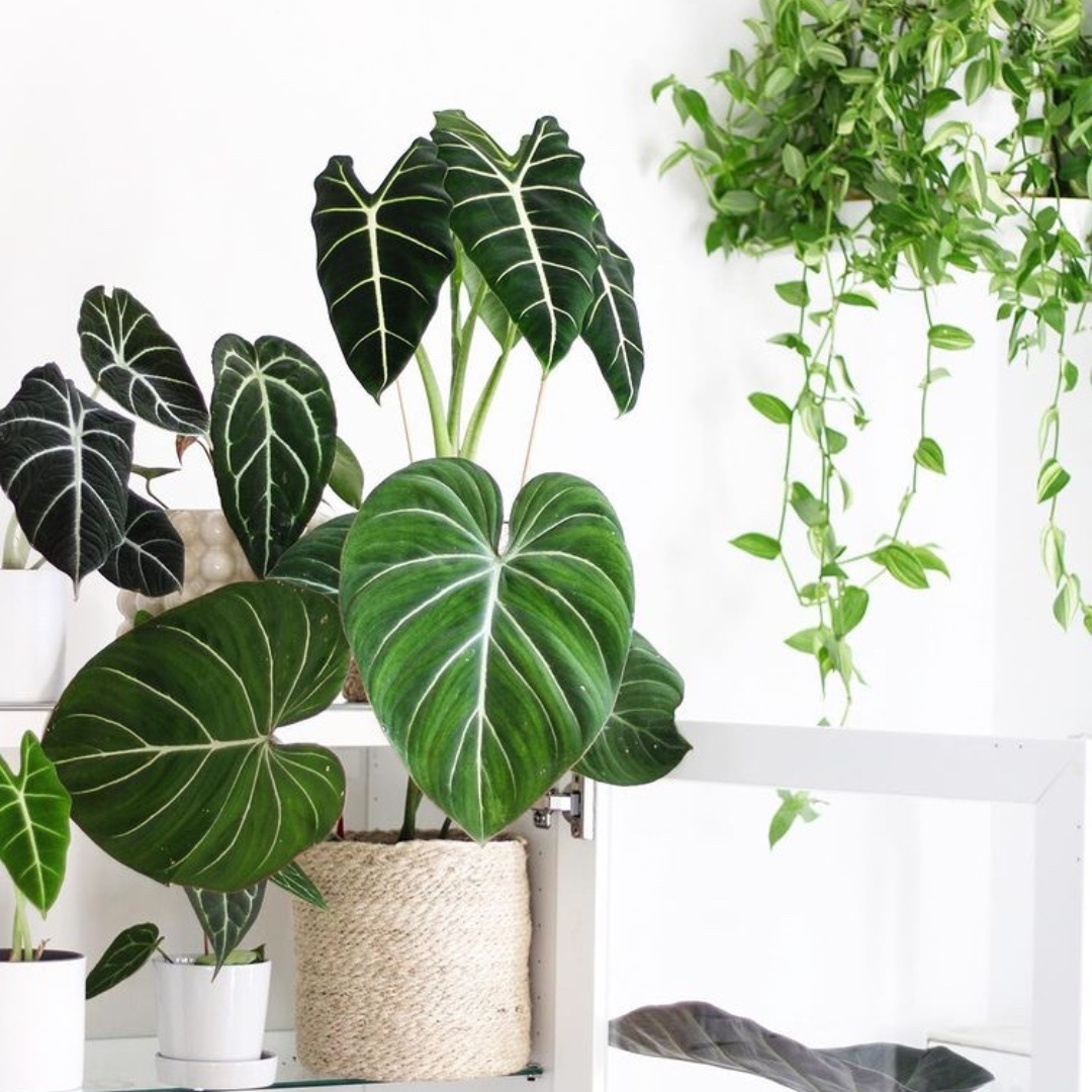 11 Best Indoor Flowering Plants For Decorating Your House